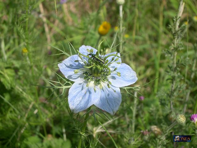 nigella damascena.JPG